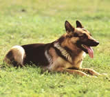 Adestramento de cães em Ipanema