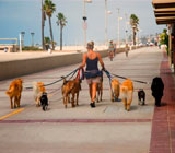 Dog Walkers de cães em Ipanema